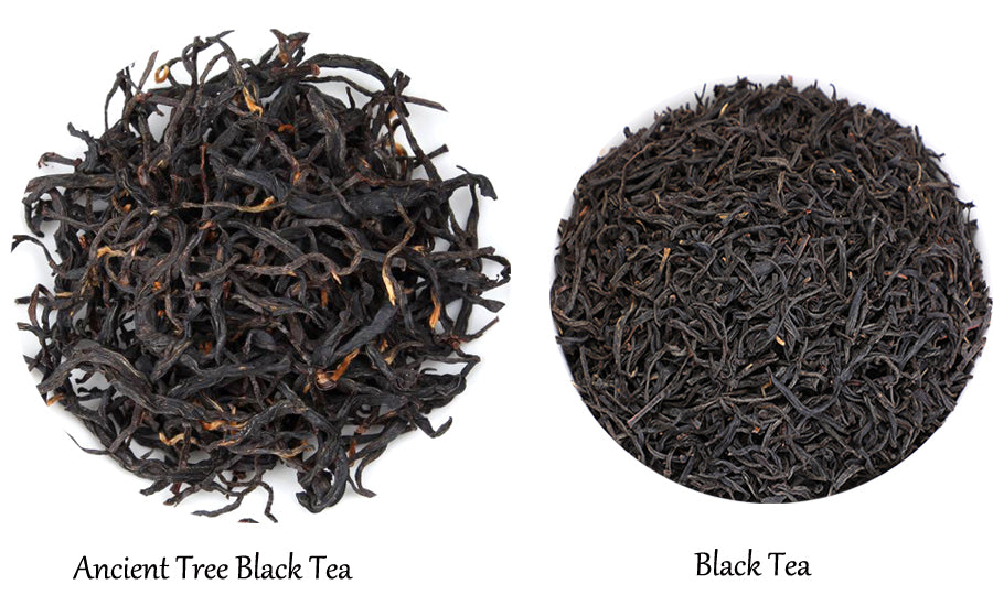 Ancient Tree Black Tea vs Normal Black Tea