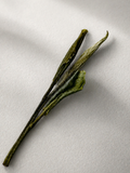 Detailed close-up of Tianmu Qingding green tea leaves showing long slender dry tea leaves