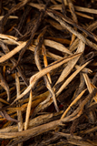 Close up of premium Yunnan Dian Hong loose leaf black tea with golden buds from Xishuangbanna ancient tea mountains