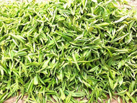 2023 Spring New Organic Premium MingQian LongJing Dragon Well Green Tea /明前龙井